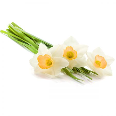 Narcissus Fragrance Oil