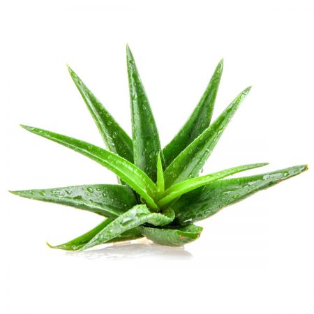 Aloe Vera Gel, 4 oz