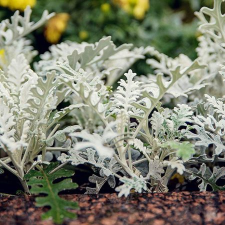 Dusty Miller, Silver Lace Seeds