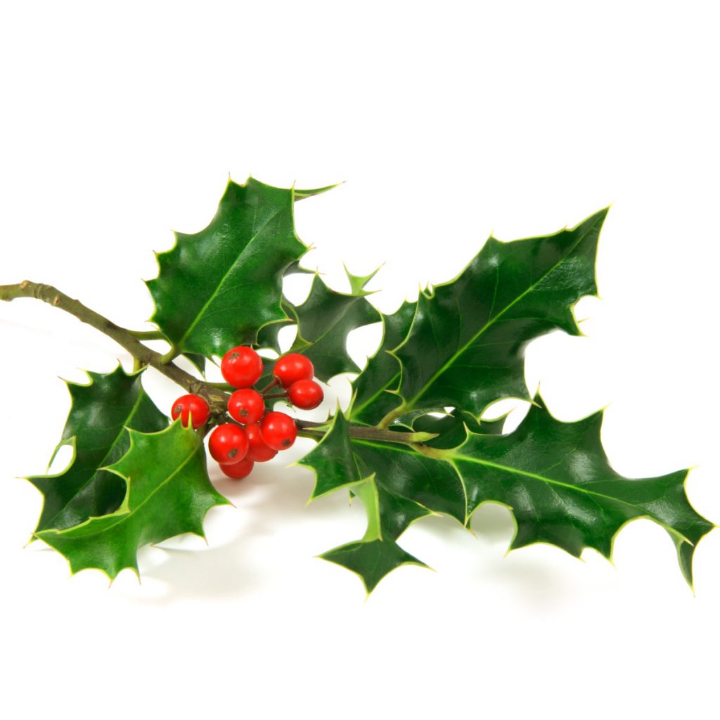 Hollyberry Essential Oil Blend