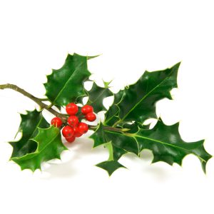 Hollyberry Essential Oil Blend