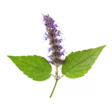 Patchouli, Sweet Dark Essential Oil