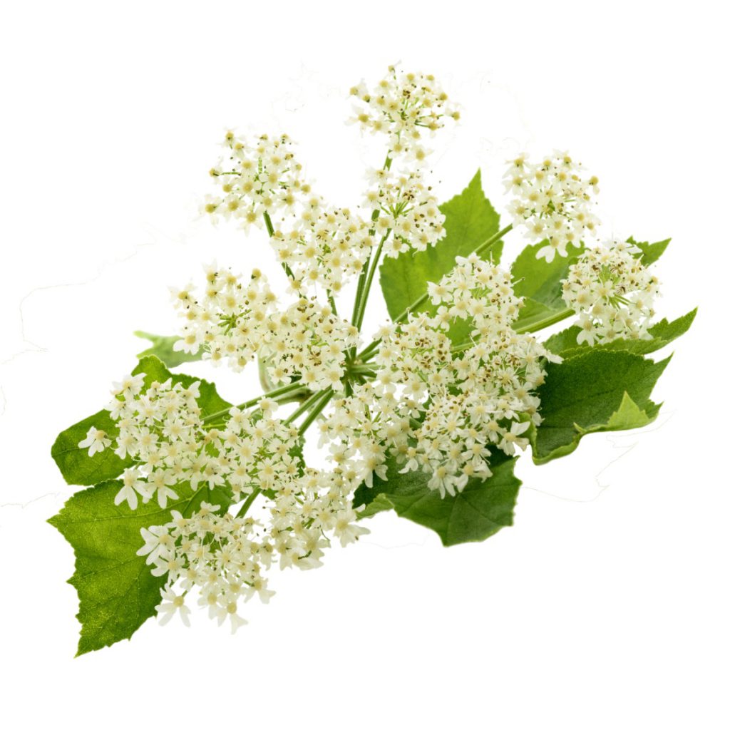 Angelica Essential Oil