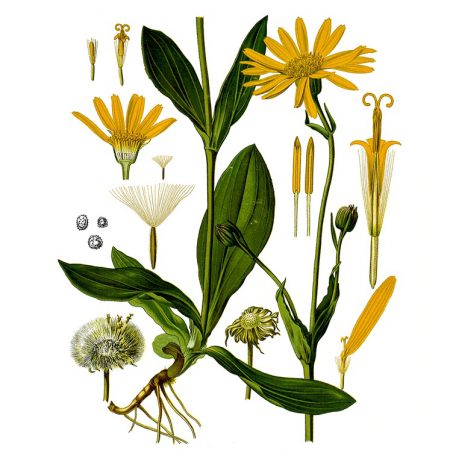 Arnica Essential Oil