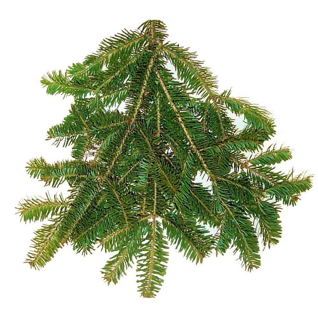 Balsam Fir Essential Oil