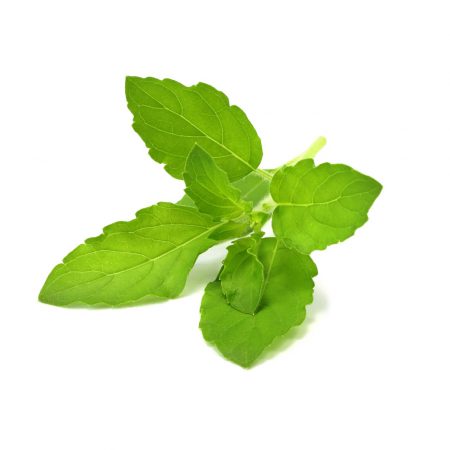 Basil, Sweet 1st Essential Oil