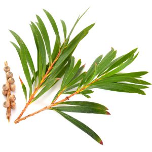 Cajeput Essential Oil