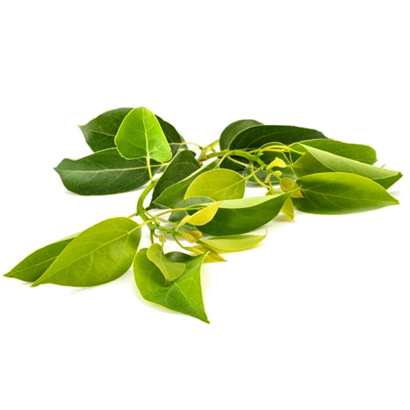 Camphor, White Essential Oil
