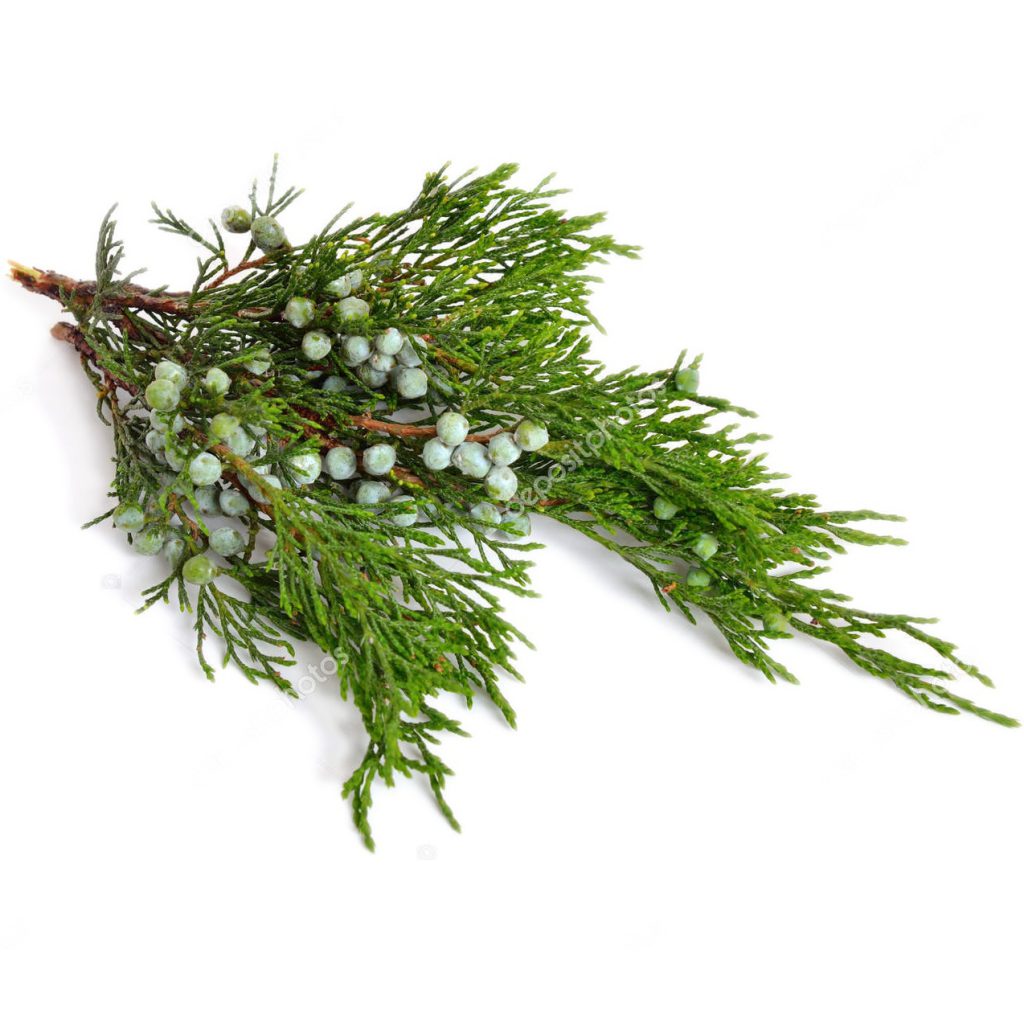 Cedarwood, Virginia Essential Oil