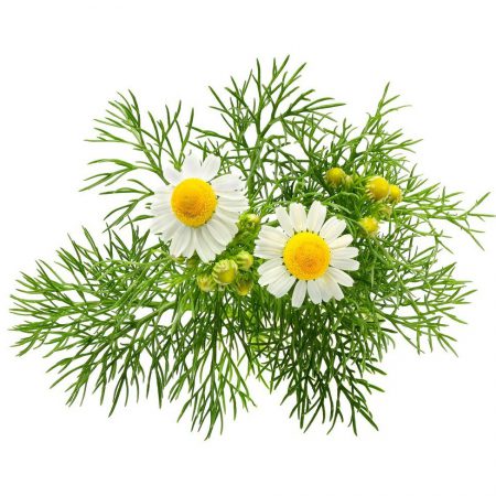 Chamomile 5th Essential Oil