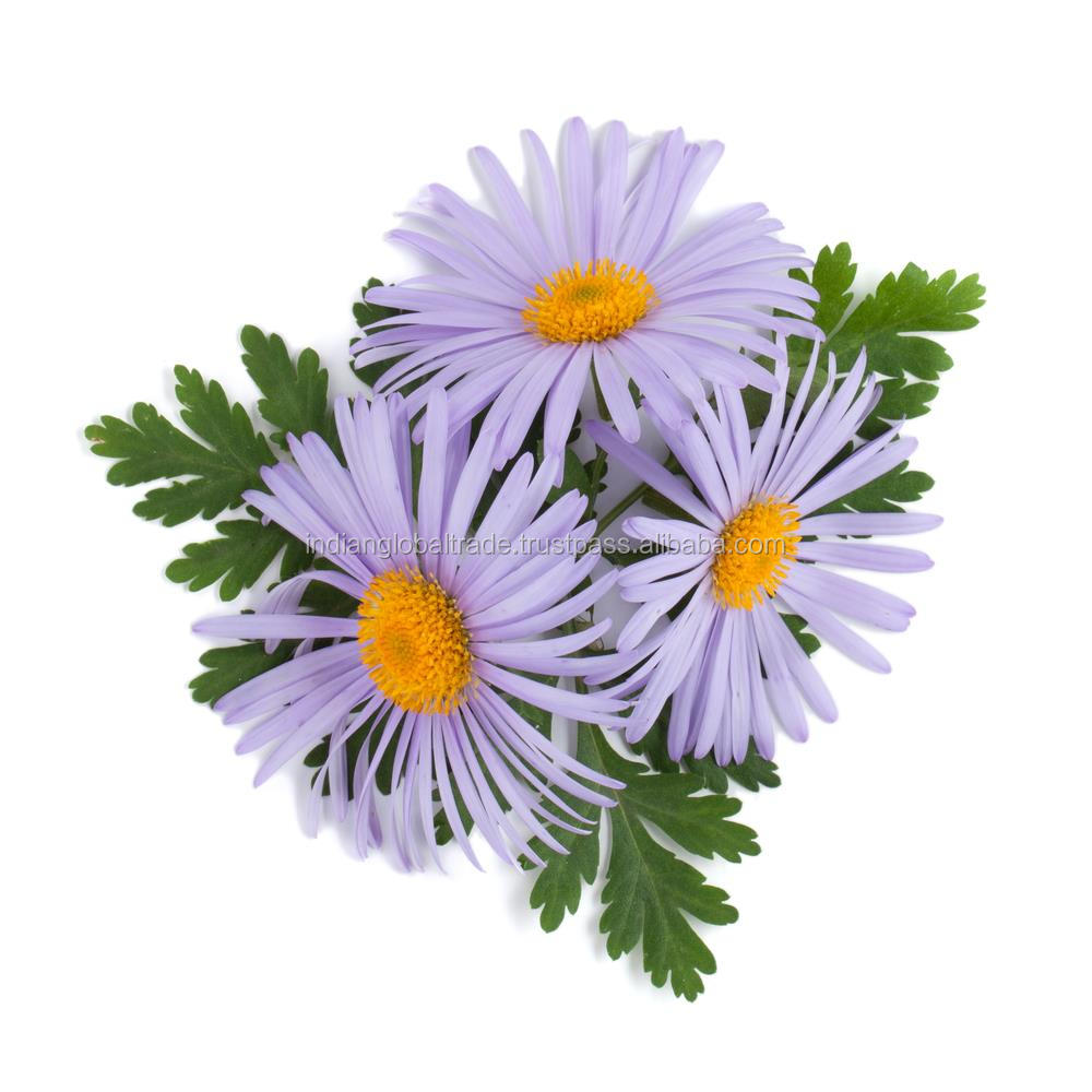 Chamomile, Blue Essential Oil