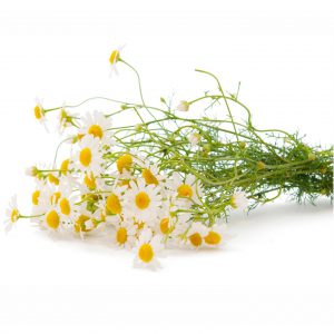 Chamomile, Roman Essential Oil
