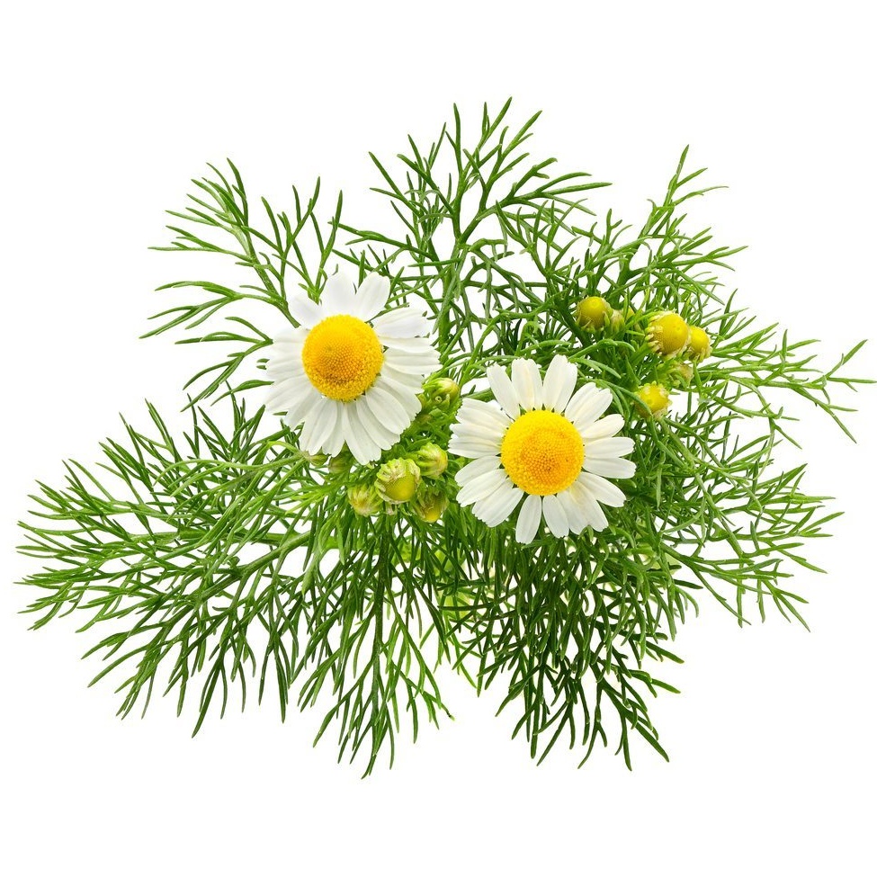 Chamomile 5th Essential Oil