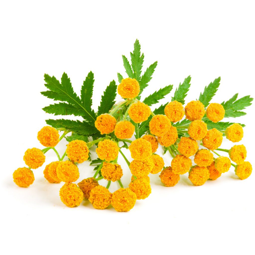 Chrysanthemum Essential Oil