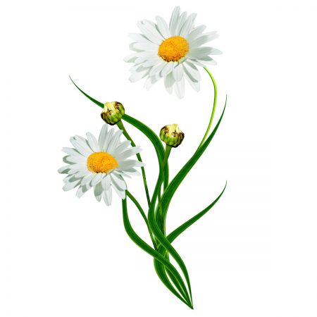 Daisy, English Essential Oil