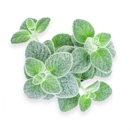 Dittany of Crete Essential Oil