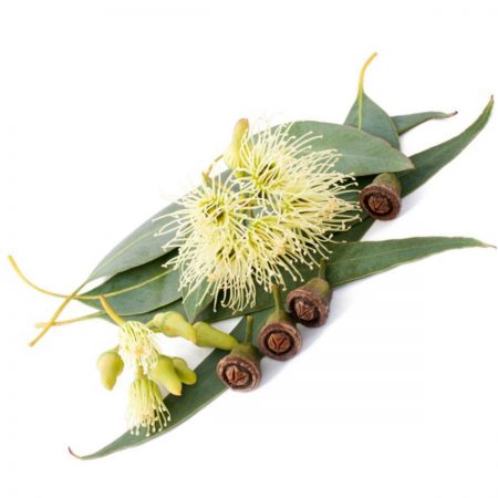 Eucalyptus, Globus Essential Oil