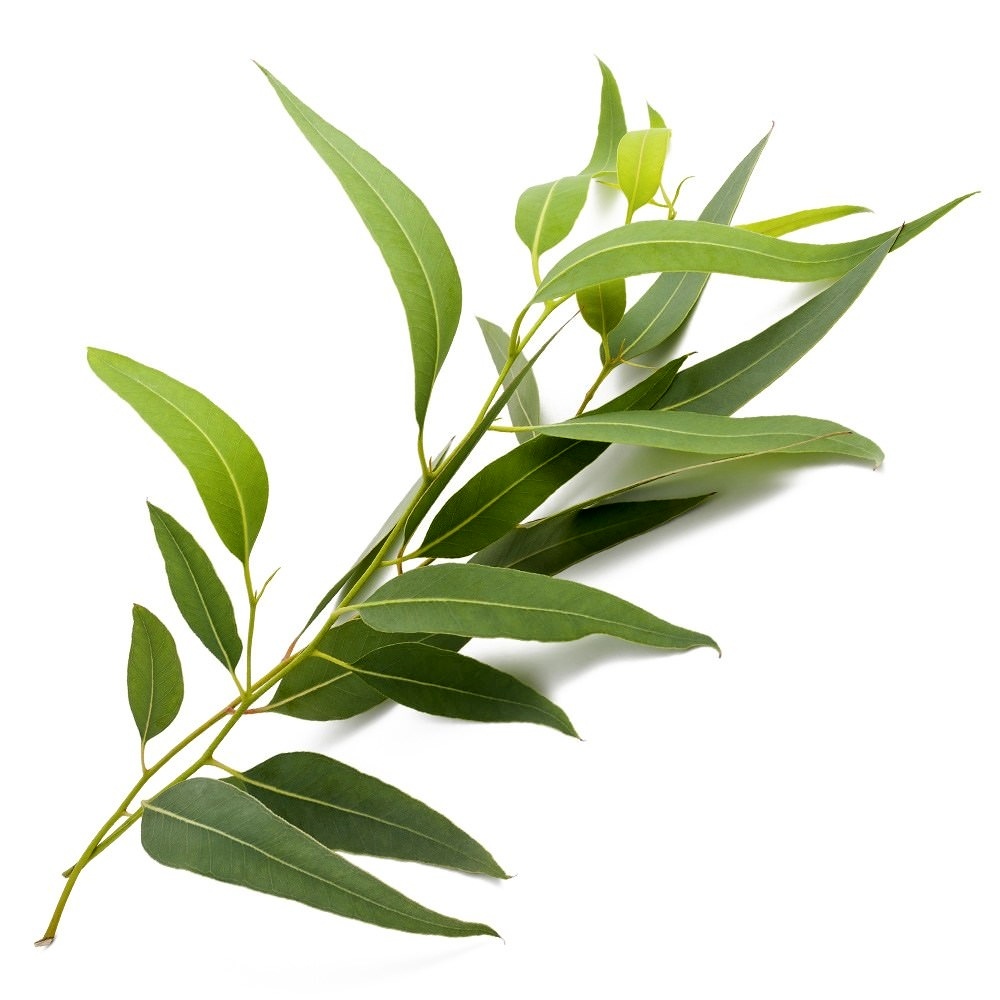 Eucalyptus, Narrow Leaf Essential Oil