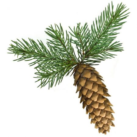 Fir Needle Essential Oil