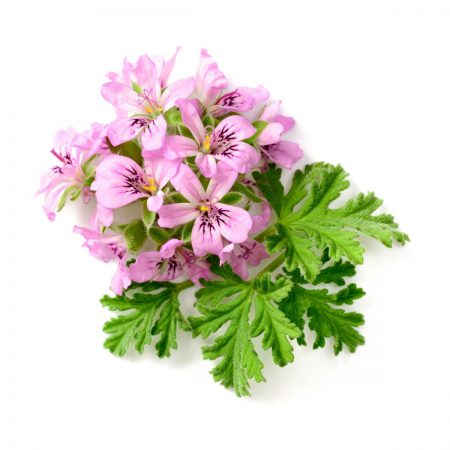 Geranium Essential Oil