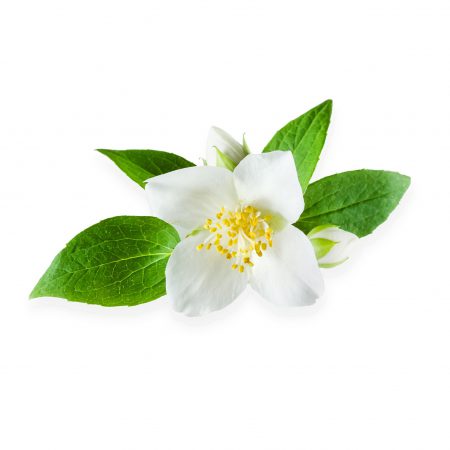 Jasmine 5th Moroccan Essential Oil