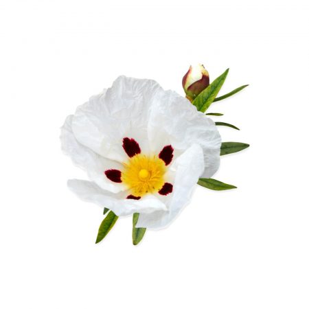 Labdanum 5th (Rock Rose) Essential Oil