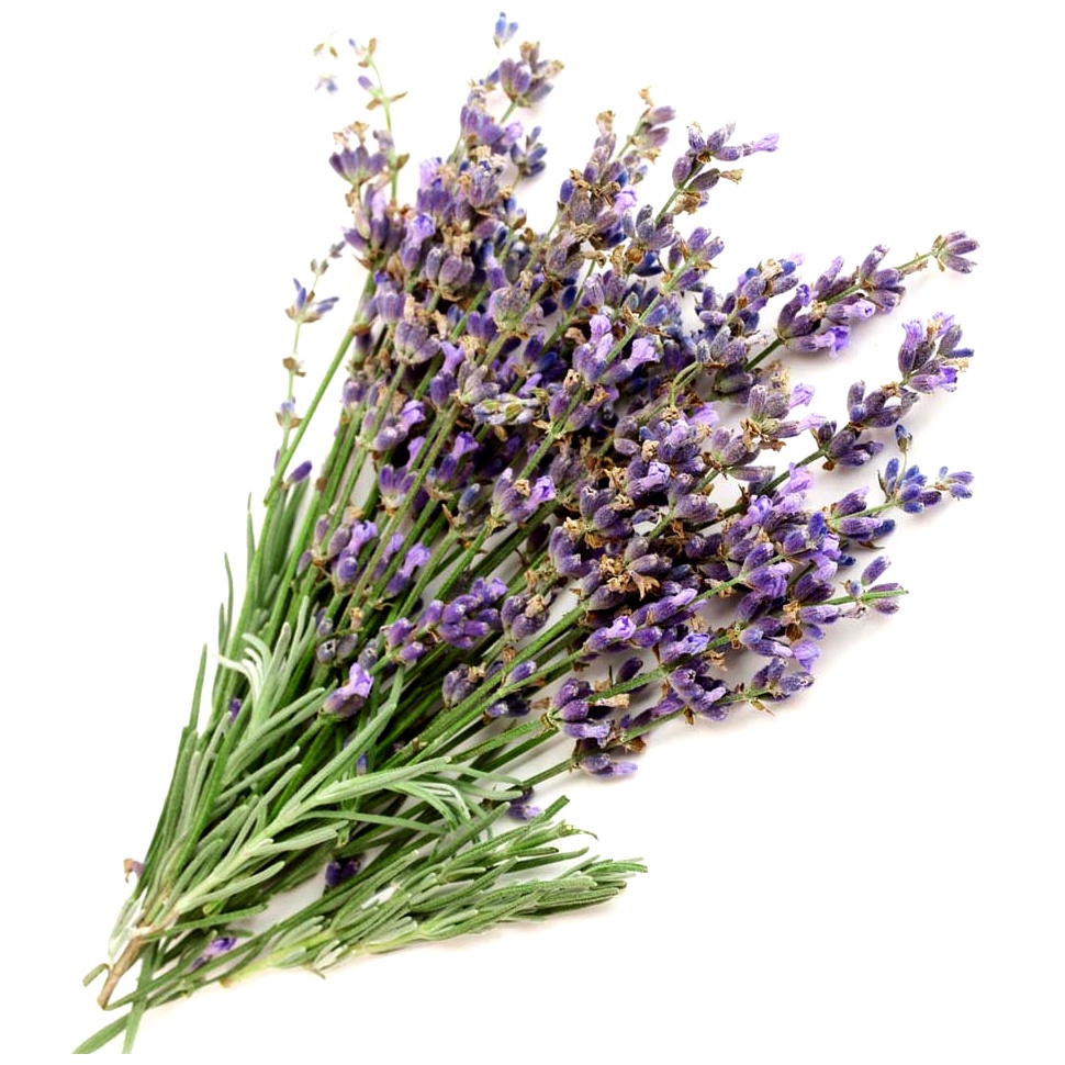 Lavender, Bulgarian Essential Oil