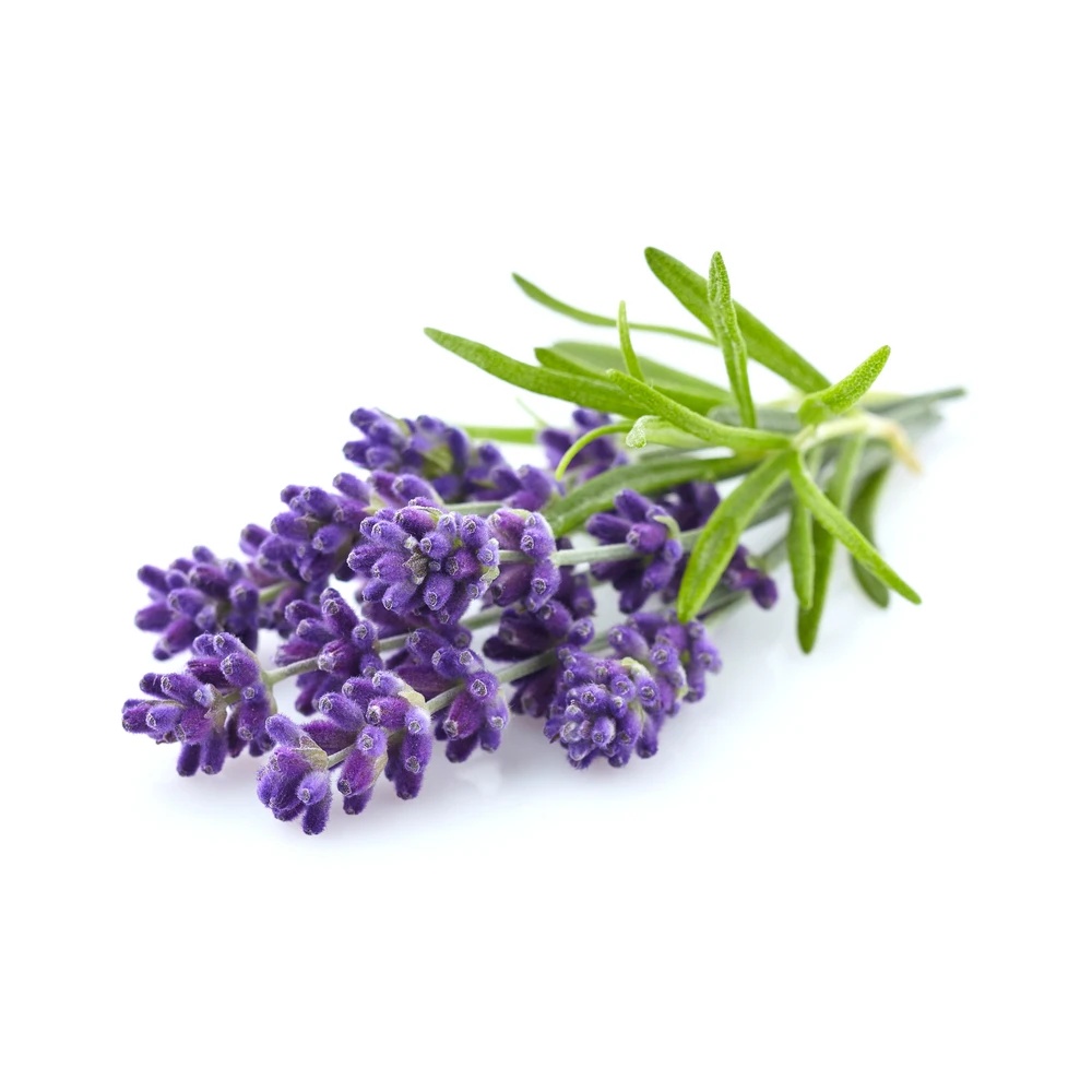 Lavender, Spike Essential Oil