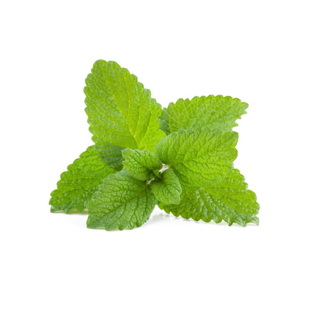 Lemon Balm 1st (Melissa) Essential Oil