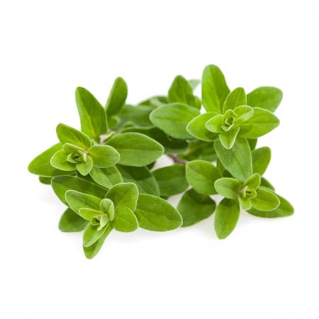 Marjoram, Sweet Essential Oil