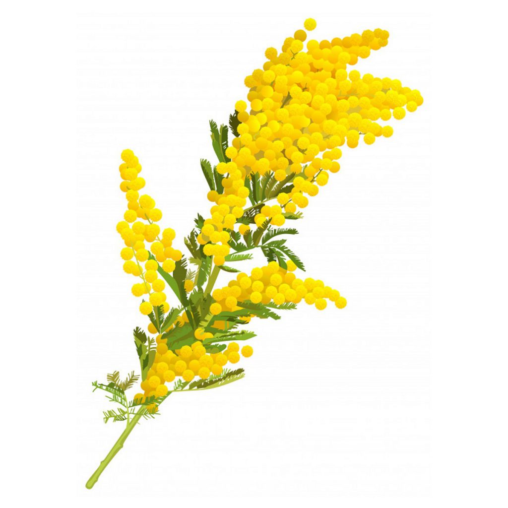 Mimosa, Absolute Essential Oil