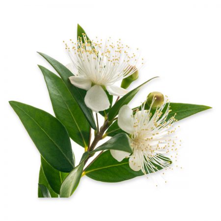 Myrtle Essential Oil