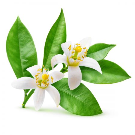 Neroli 5th Essential Oil