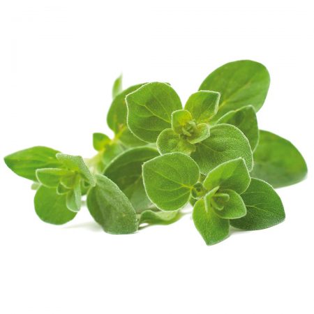 Oregano 1st Select Essential Oil