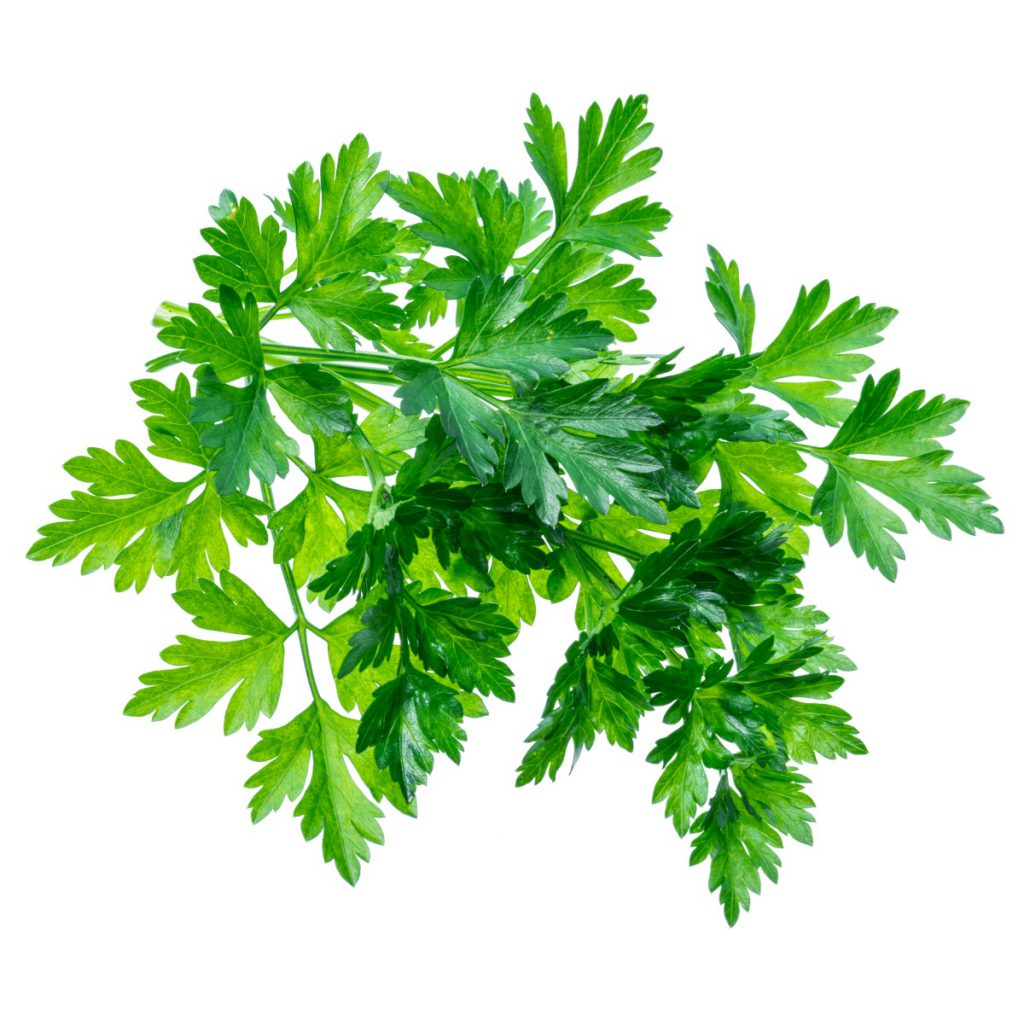 Parsley Leaf Essential Oil