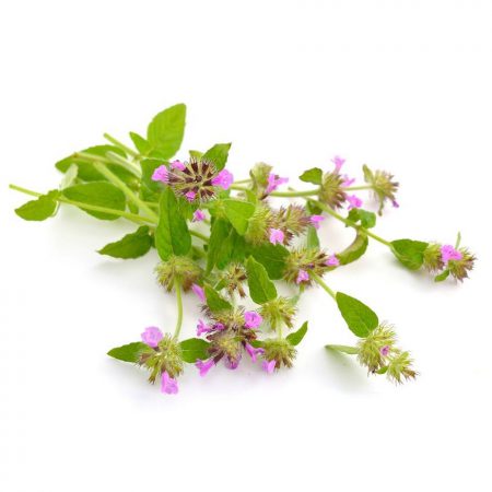 Pennyroyal Essential Oil