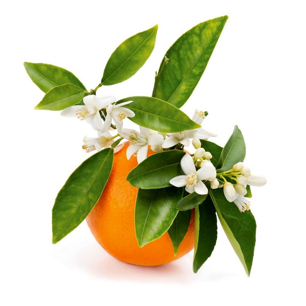 Petitgrain 3rd Essential Oil