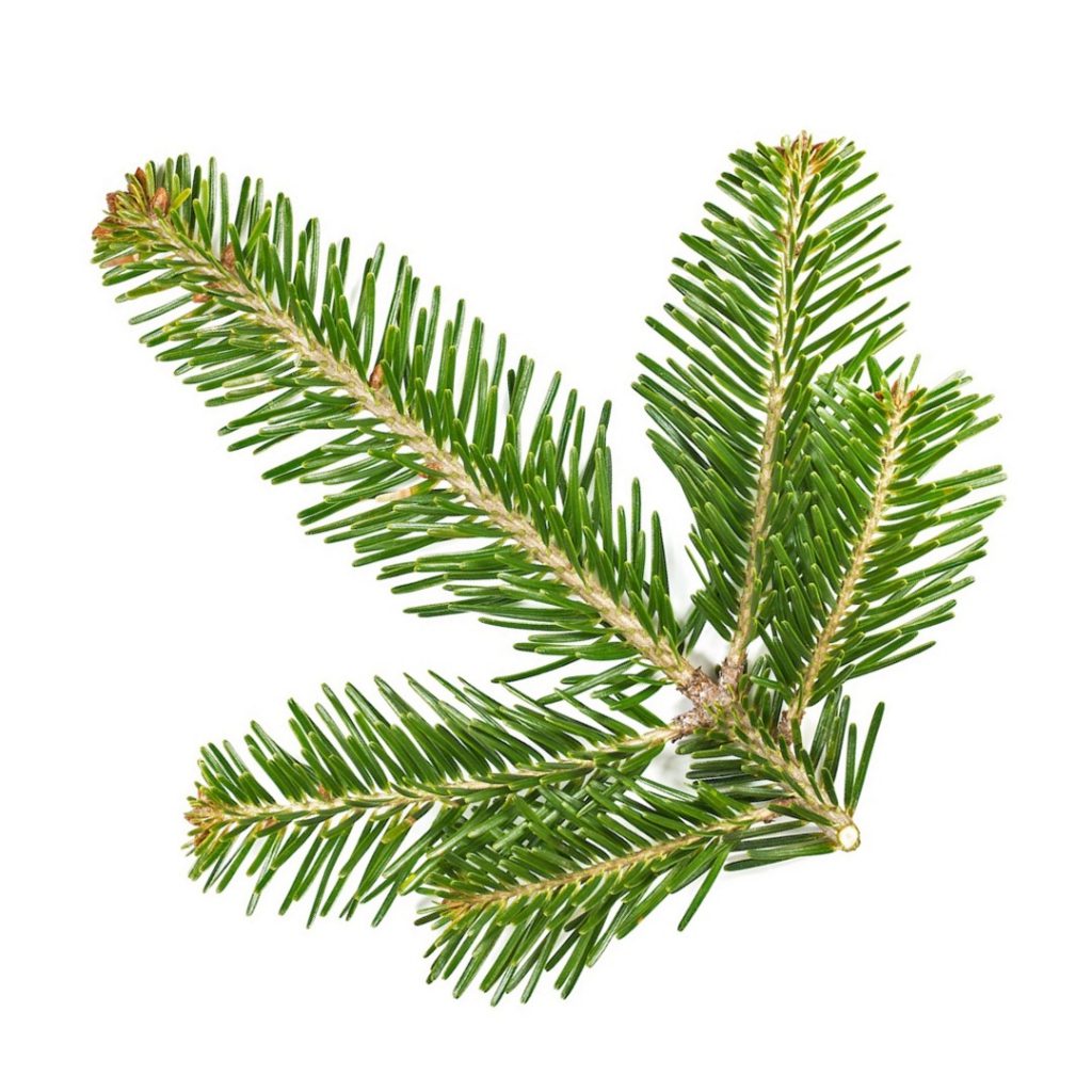 Pine Needle Essential Oil