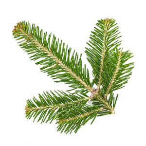 Pine Needle Essential Oil