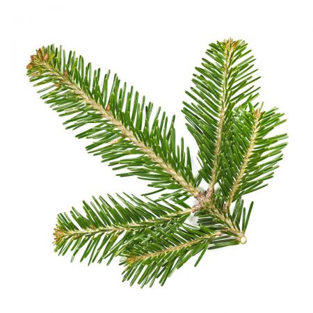 Pine Needle Essential Oil