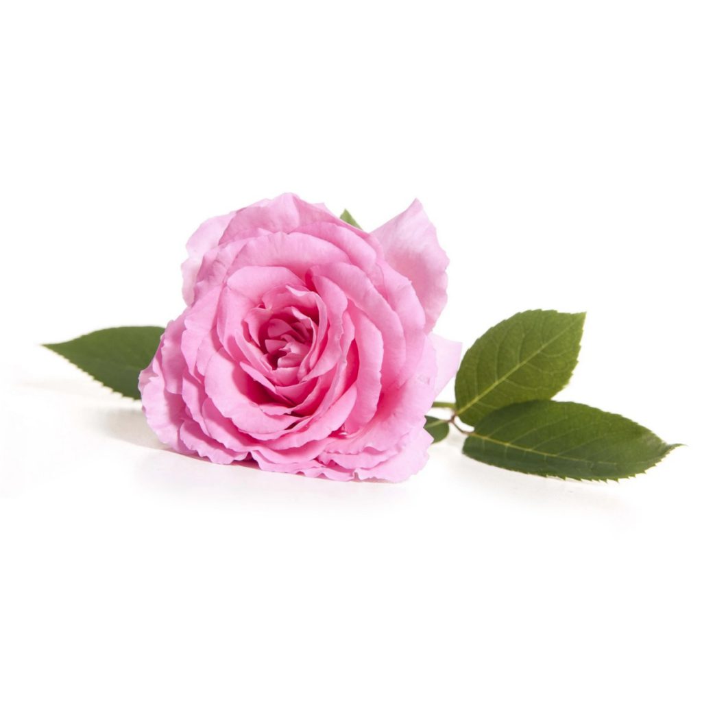Rose, Damask, Absolute Essential Oil