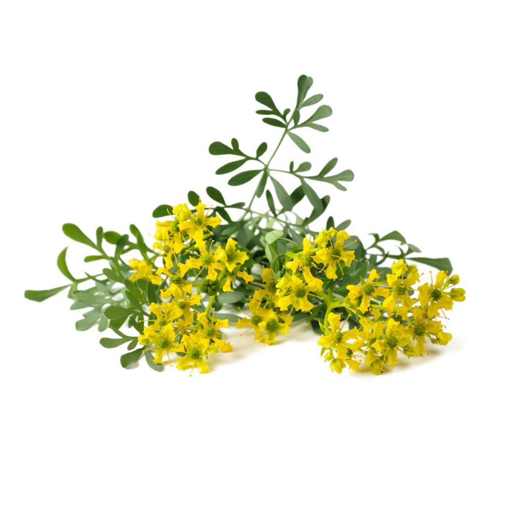 Rue 1st Essential Oil