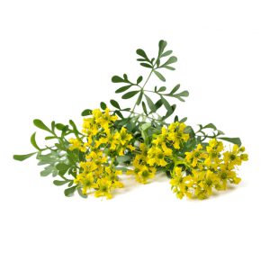 Rue 1st Essential Oil