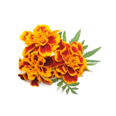 Marigold Tagetes Essential Oil