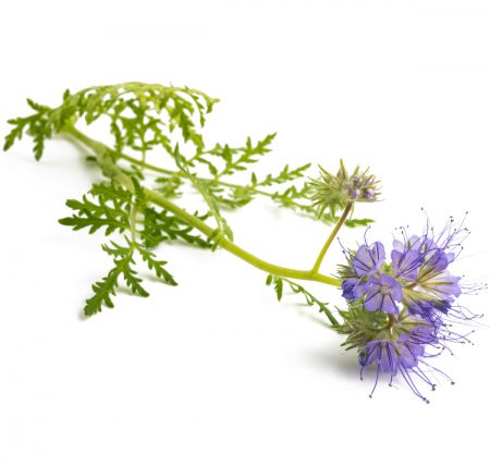 Blue Tansy Essential Oil