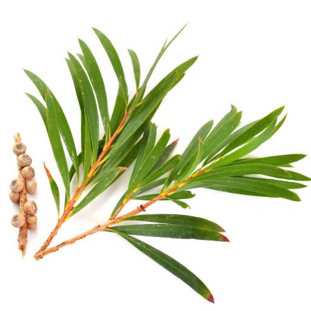 Tea Tree Absolute Oil