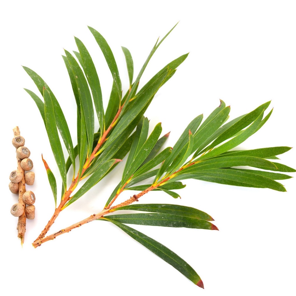 Tea Tree Absolute Oil