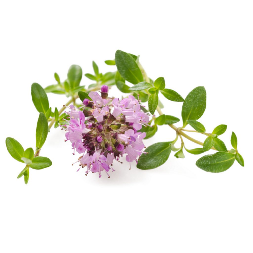 Red Thyme 1st Essential Oil