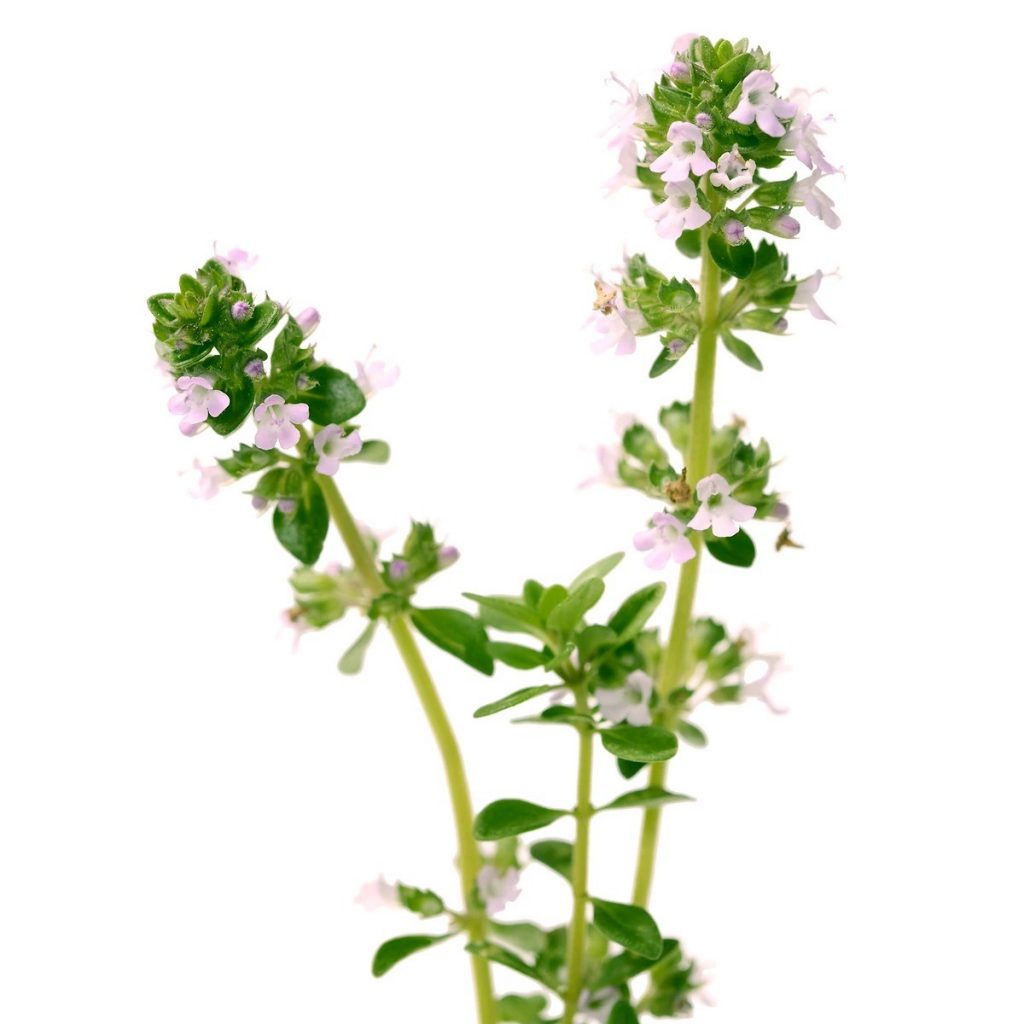 Thyme, White 1st Essential Oil