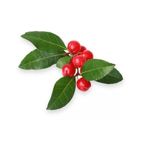 Wintergreen 1st Essential Oil